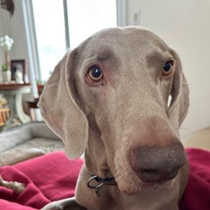 Meet your Posher, Linda